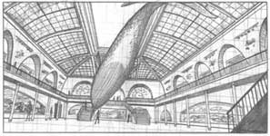 museum of natural history drawing